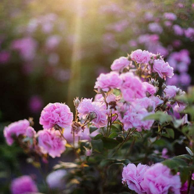 Lotion tonique naturelle Brume Botanique Rose, Géranium et Reines des Prés Oden Ingrédient