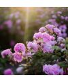 Lotion tonique naturelle Brume Botanique Rose, Géranium et Reines des Prés Oden Ingrédient