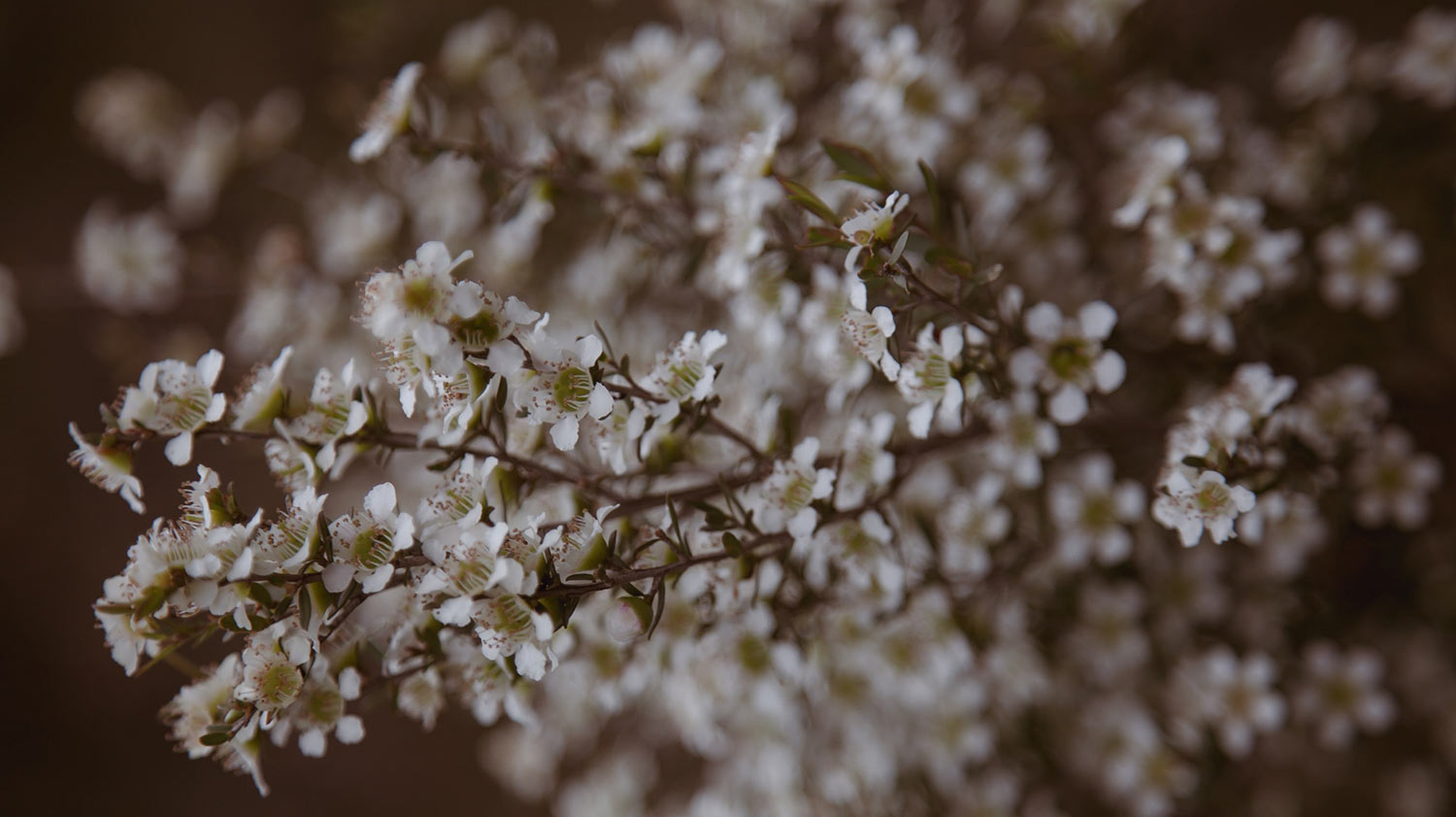 Manuka Honey Face